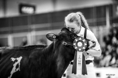 Royal Winter Fair Canadian Classic Junior Dairy Show - Avonlea Jerseys