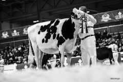 Royal Winter Fair Canadian Classic Junior Dairy Show