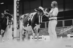 Royal Winter Fair Red and White Holsteins Ferme Blondin