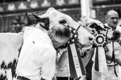 Royal Winter Fair Ayrshire Show 2019