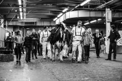 Royal Winter Fair Holstein Show 2019 Ferme Jacobs Champion Cow