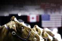 World Dairy Expo Red and White Holstein Heifers 2019
