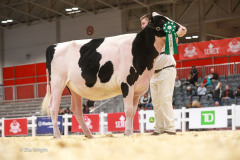 219RWF-Classic-Snr-Showman-2649